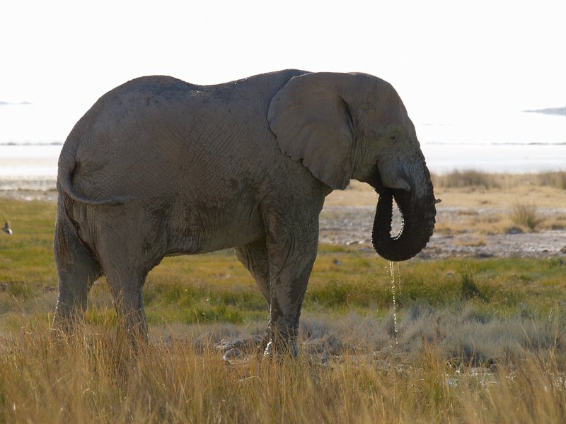 Elephant, Etosha National Park
